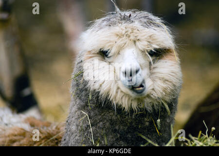 Domestic Llama Eating Hay Farm Livestock Animals Stock Photo