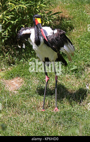 sattelstorch Stock Photo