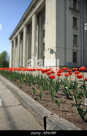 terry red tulips front of the building tilt shot Stock Photo