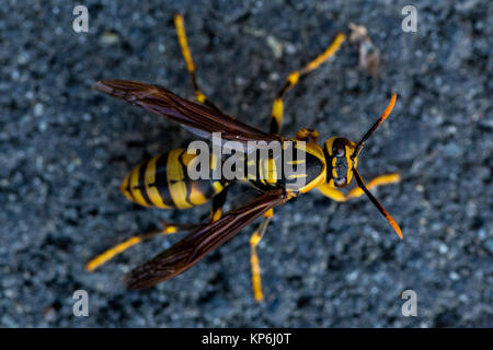 A wasp crawls along the sidewalk on a chilly November day in Japan. Stock Photo