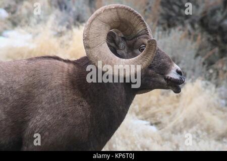 A bighorn sheep with sore mouth disease at the Yellowstone National Park December 11, 2017 in Wyoming.  (photo by Jacob W. Frank via Planetpix) Stock Photo