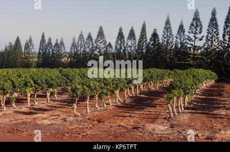 Coffee Plants Grow Tropical Island Farming Plantation Agricultural Field Stock Photo