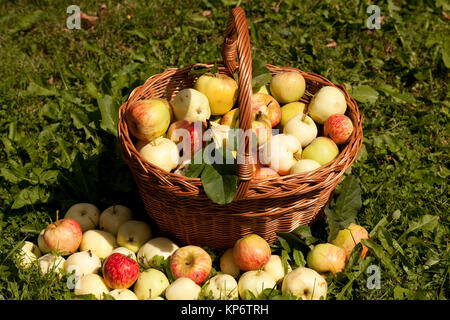 apples in basket Stock Photo