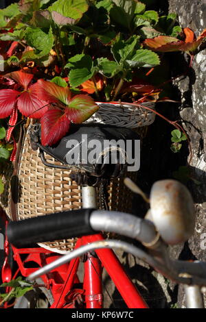 Old worn out red bicycle with its basket re-used as a plant pot and containing a strawberry plant. Tintern, Wales, UK. September 2017. Stock Photo
