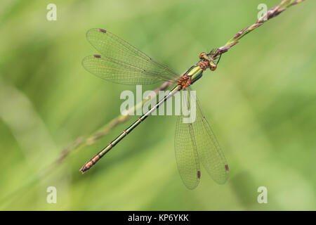 Emerald Damselfly (Lestes sponsa) perched on a grass stem. Goatenbridge, Tipperary, Ireland. Stock Photo