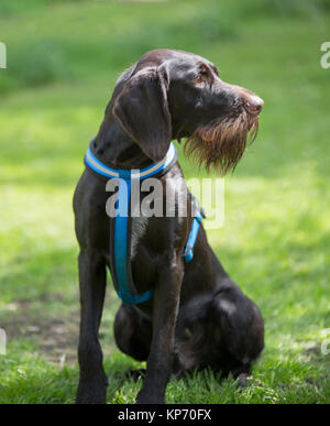 A German Wirehaired Pointer with a full liver coat Stock Photo