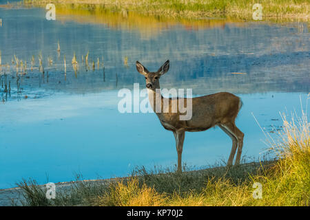 Mule Deer, Odocoileus hemionus, along the grassy shore of Paulina Lake in early morning light in Newberry National Volcanic Monument, central Oregon,  Stock Photo
