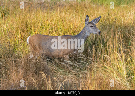 Mule Deer, Odocoileus hemionus, along the grassy shore of Paulina Lake in early morning light in Newberry National Volcanic Monument, central Oregon,  Stock Photo