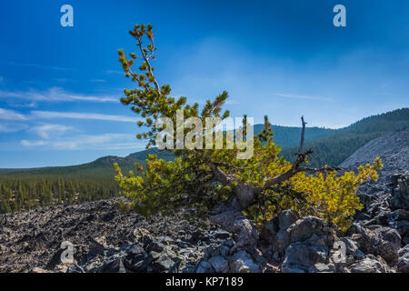 Brave Whitebark Pine, Pinus albicaulis, growing amidst the pumice and obsidian lava along the Big Obsidian Flow Trail in Newberry National Volcanic Mo Stock Photo