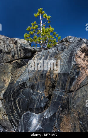 Brave Whitebark Pine, Pinus albicaulis, growing amidst the pumice and obsidian lava along the Big Obsidian Flow Trail in Newberry National Volcanic Mo Stock Photo