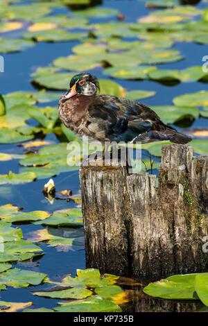 Male Wood Duck perched on a tree stump among the water lilies at Juanita Bay Park, Kirkland, Washington, USA Stock Photo