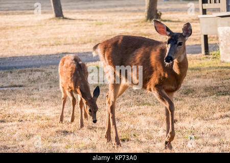 Doe and fawn Mule or Black-tailed deer grazing on the frost-covered grass in the residential area of Fort Worden State Park, Port Townsend, Washington Stock Photo