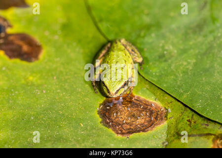 Fully grown Pacific Tree Frog or Pacific Chorus Frog (Pseudacris regilla) in a pond in Issaquah, Washington, USA.  The Pacific Chorus Frog can be dist