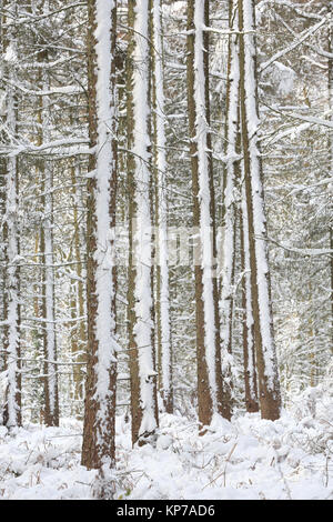 Snow covered tree trunks in the Forest of Dean Stock Photo