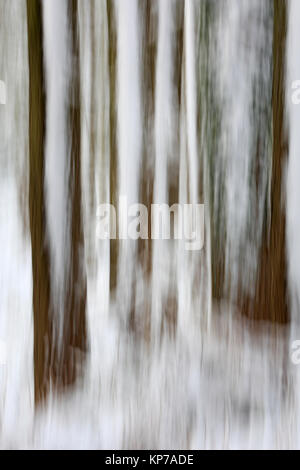 Snow covered tree trunks in the Forest of Dean Stock Photo