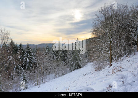 Winter snow scene in the Forest of Dean Stock Photo