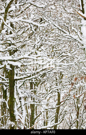 Snow covered branches in the Forest of Dean Stock Photo