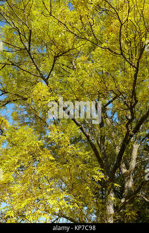 Autumnally tree tops Stock Photo