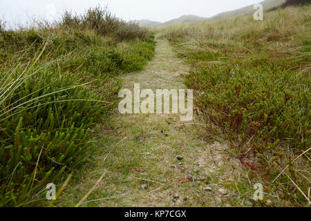Amrum (Germany) - Path through grass-covered sand dunes Stock Photo