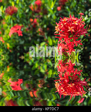 Jungle geranium (Ixora coccinea). Close-up. Red color. Stock Photo