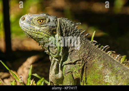 Iguana, Yumka Park, Villahermosa, Tabasco, Mexico, America Stock Photo ...