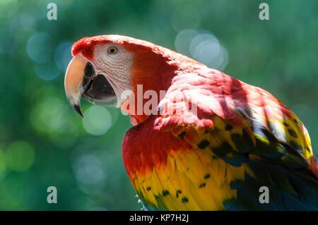 Scarlet macaw (Ara macao), large red, yellow, and blue South American parrot, Yumka Park, Villahermosa, Tabasco, Mexico, America