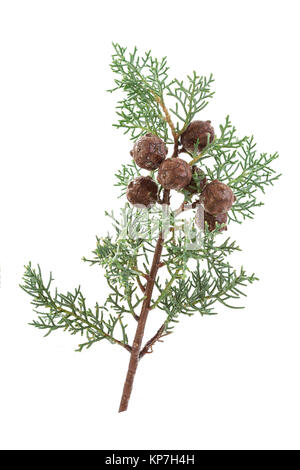 Twig branch of cypress with cones isolated on white Stock Photo