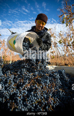 Immigrant farm worker harvesting cabernet franc grapes in the Okanagan Valley, British Columbia, Canada. Stock Photo