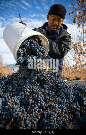 Immigrant farm worker harvesting cabernet franc grapes in the Okanagan Valley, British Columbia, Canada. Stock Photo