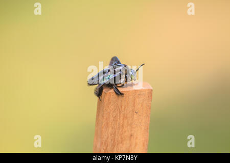 Carpenter bee in background Stock Photo