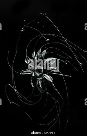 rose with liquid paint splash and rotating Stock Photo - Alamy