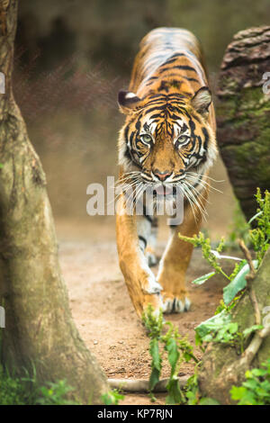 Closeup of a Siberian tiger also know as Amur tiger Stock Photo