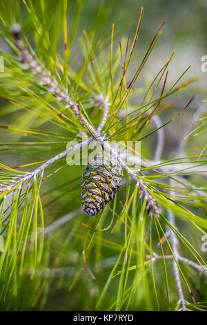 Pine cone close-up in green frest Stock Photo