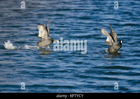 Angry American Coot on the Attack Stock Photo