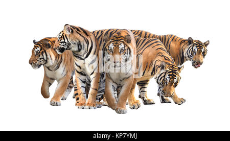 group of bengal tiger isolated on white background Stock Photo