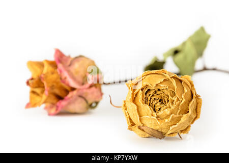 Dried roses on white background Stock Photo