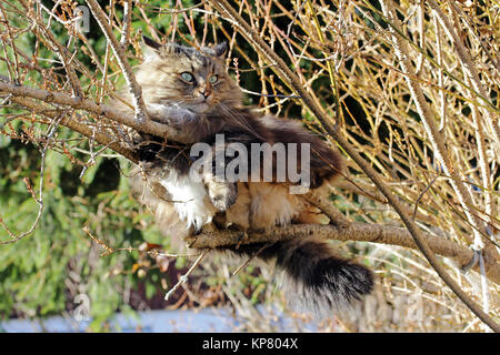 A Norwegian forest cat lies relaxed on the branches of a tree Stock Photo