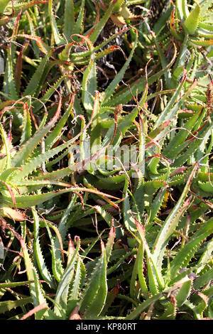 withered aloe vera plant Stock Photo