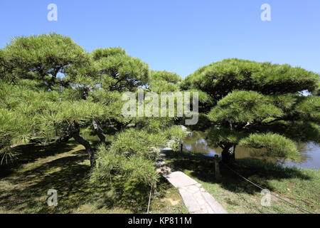 View of city park with pine trees Stock Photo