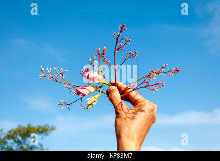 Beauty Pink flowers in hand of women Stock Photo