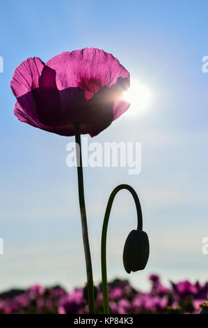 poppy in violet in sunlight