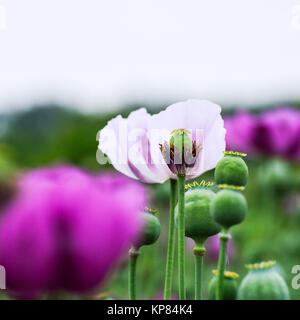 poppies in purple and white