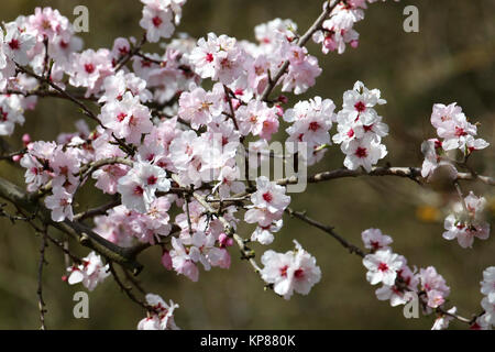 flowers on an apple tree in spring Stock Photo