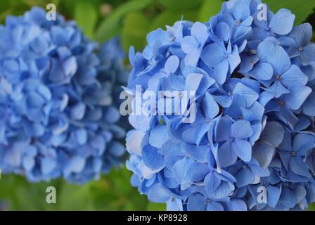 Colorful hydrangea in full bloom, symbolizing the spring or summer season, purity, beauty and other abstract concepts. Taken in Japan. Stock Photo