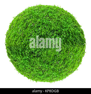 Large ball shaped bush isolated on white background Stock Photo