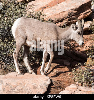 Young Bighorn Sheep Stock Photo