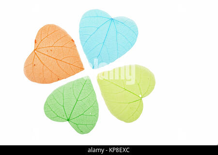 Four colored heart shaped skeleton leaves on white Stock Photo
