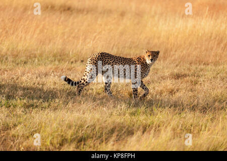 Male Cheetah walking at sunset Stock Photo - Alamy