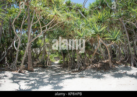 Mangrove habitat on the shoreline of Mystery Island, Vanuatu Stock Photo