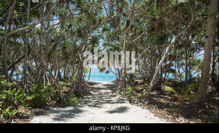 Sandy path on Mystery Island through the mangrove trees with Pacific Ocean seascape in Vanuatu. Stock Photo